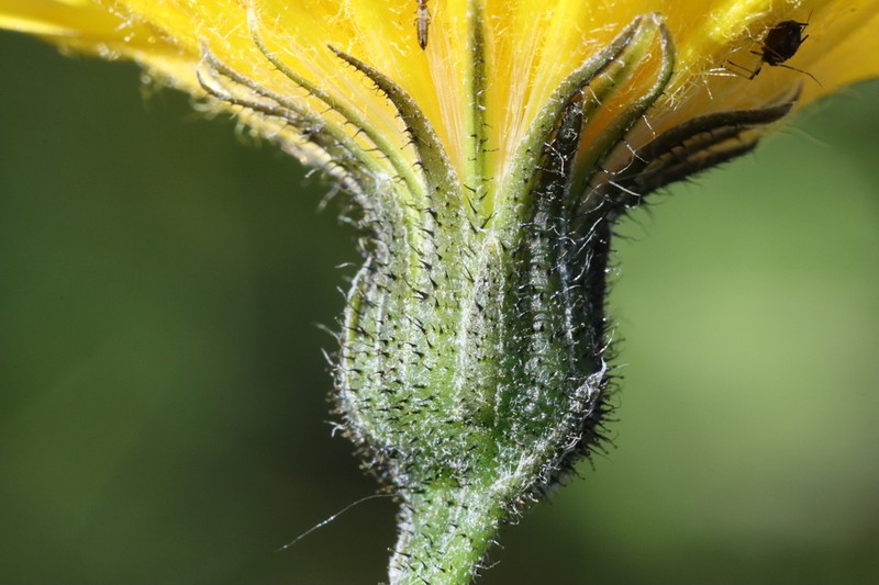 Hieracium aquiliforme photo 2
