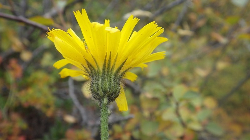 Hieracium aquiliforme photo 3