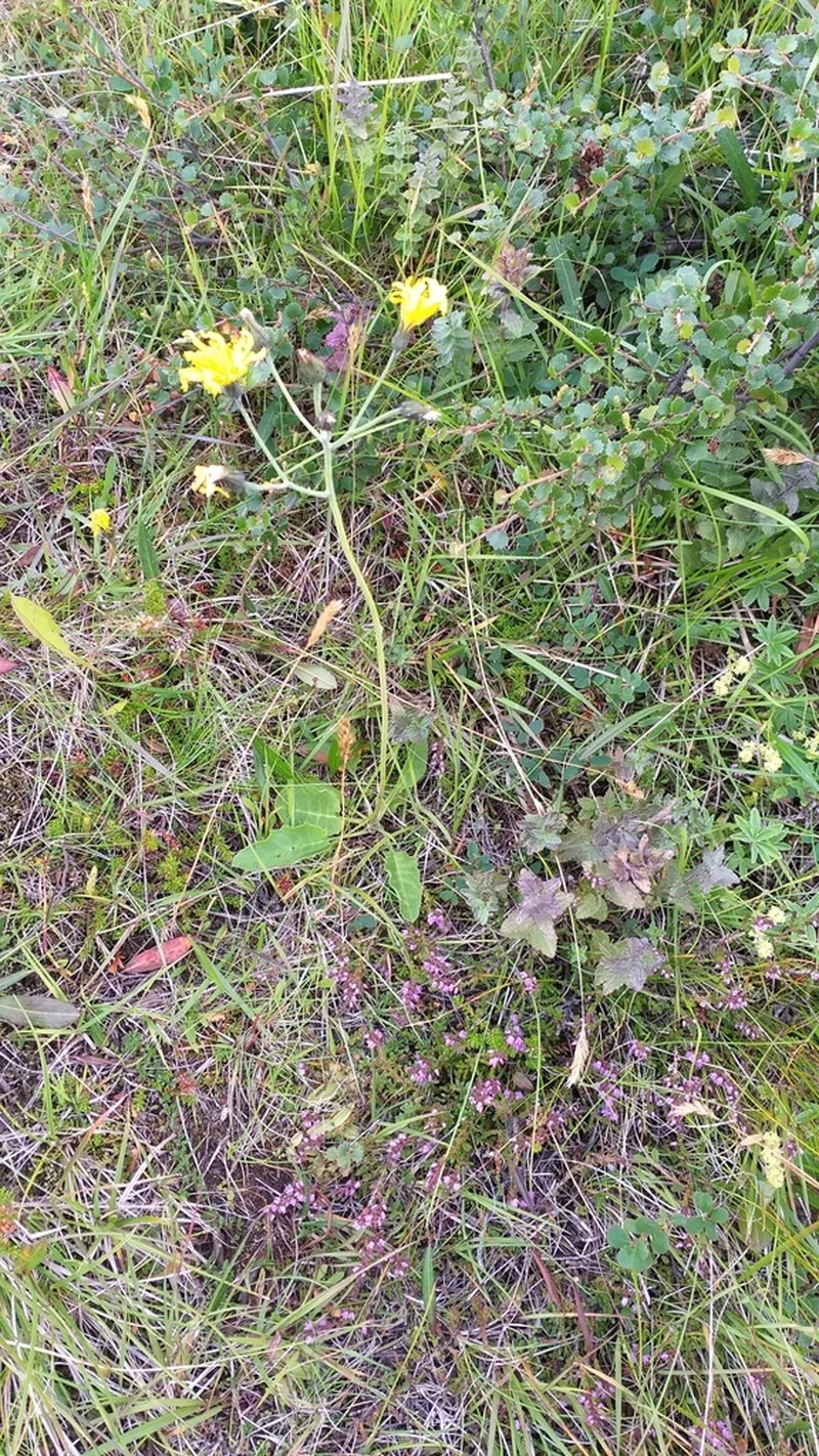 Hieracium aquiliforme photo 4