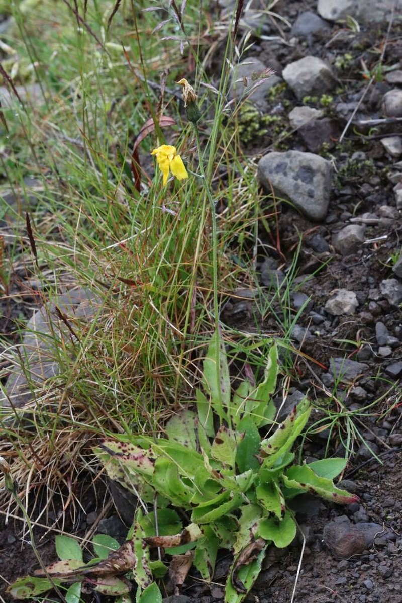 Hieracium aquiliforme photo 5