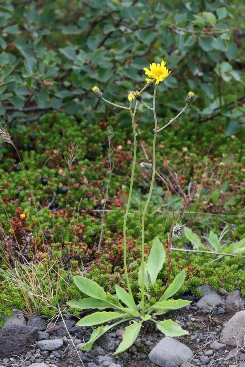 Hieracium aquiliforme photo 6
