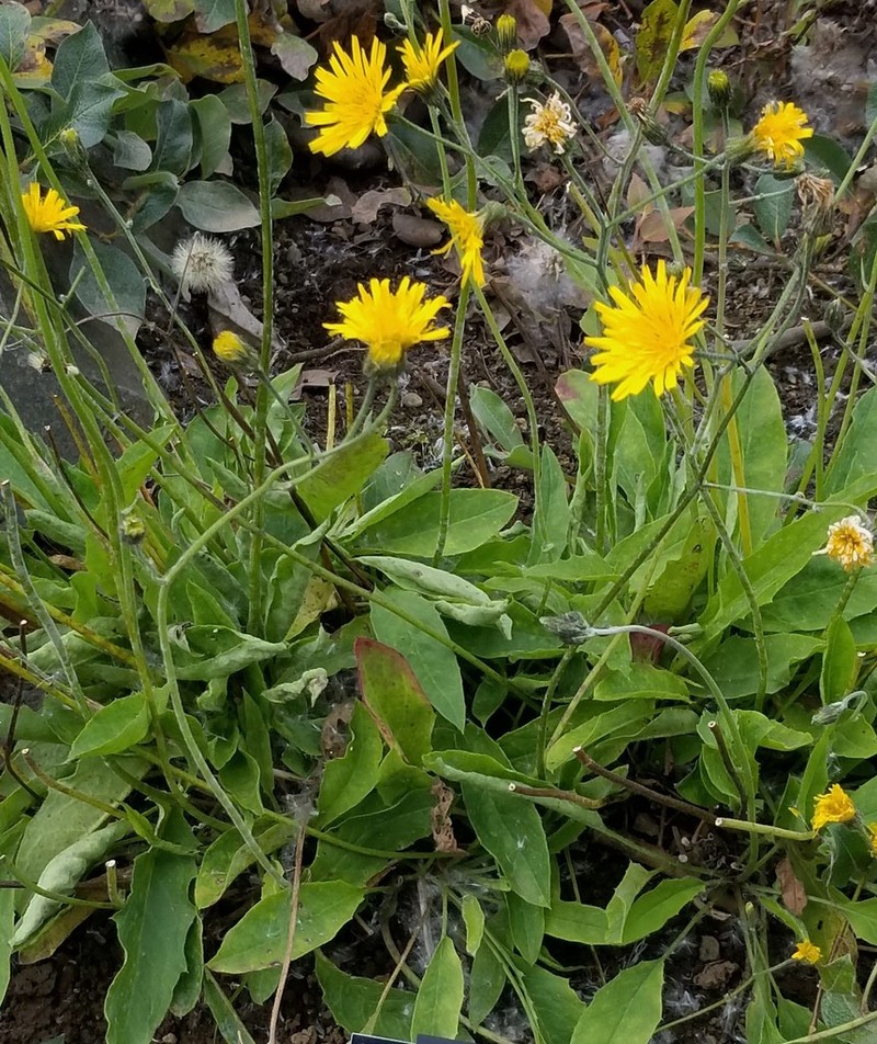 Hieracium aquiliforme photo 7