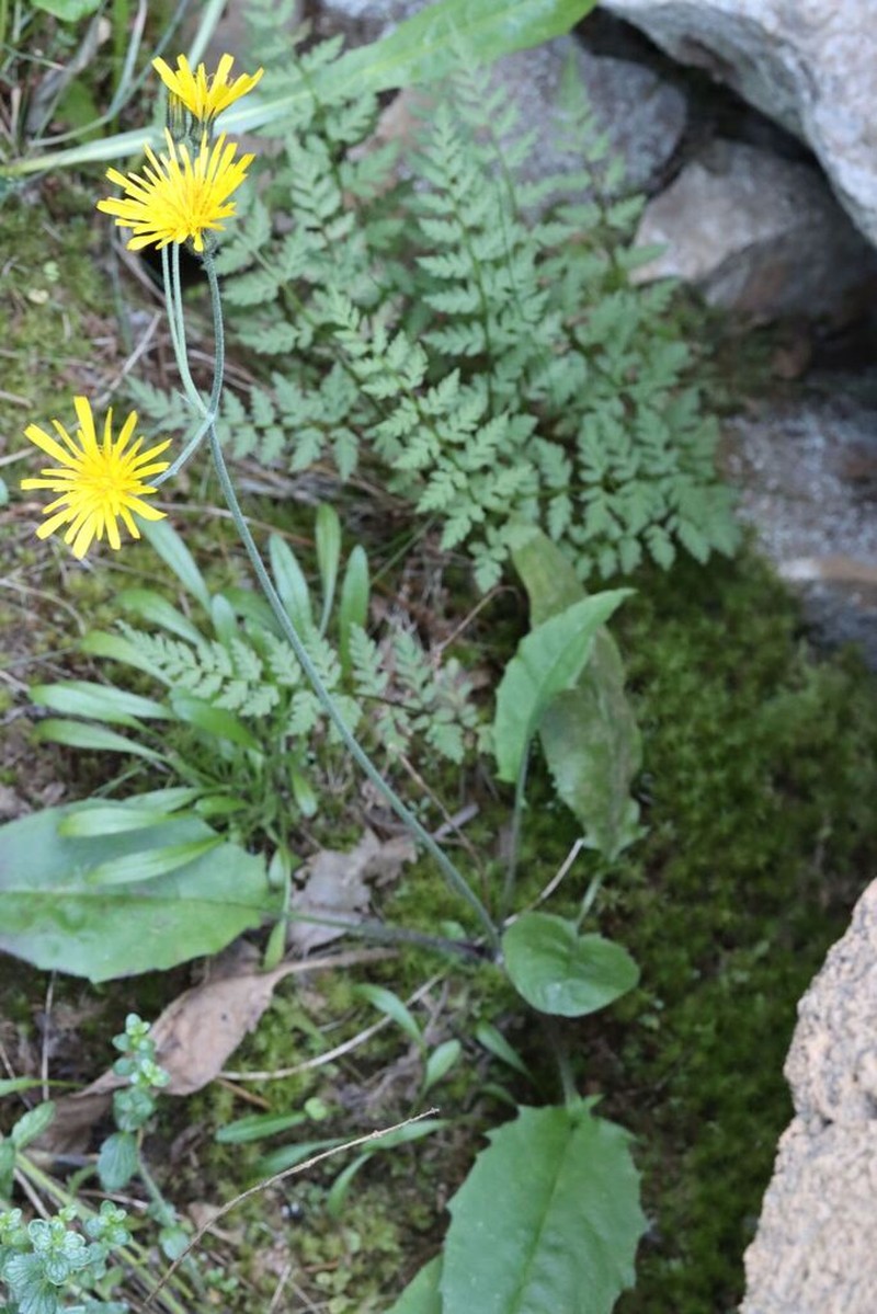 Hieracium aquiliforme photo 8