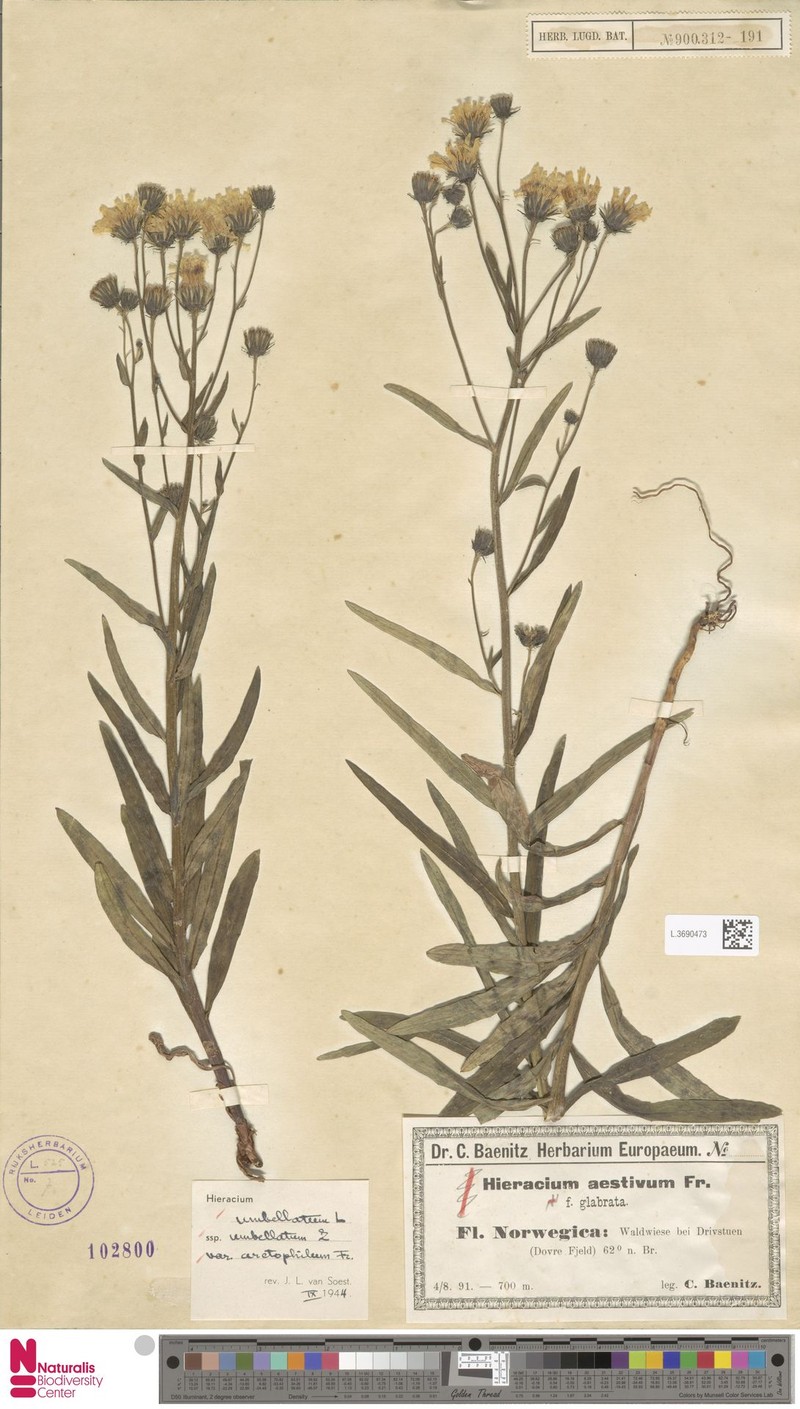 Hieracium arctophilum