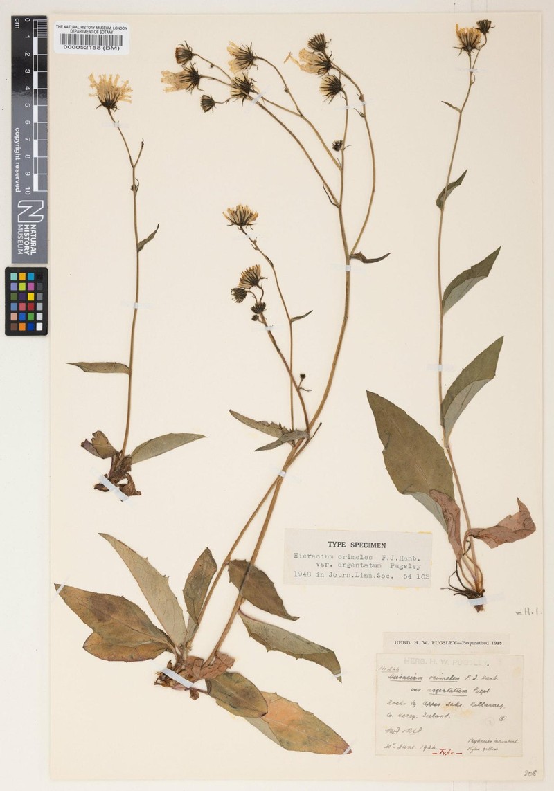 Hieracium argentatum