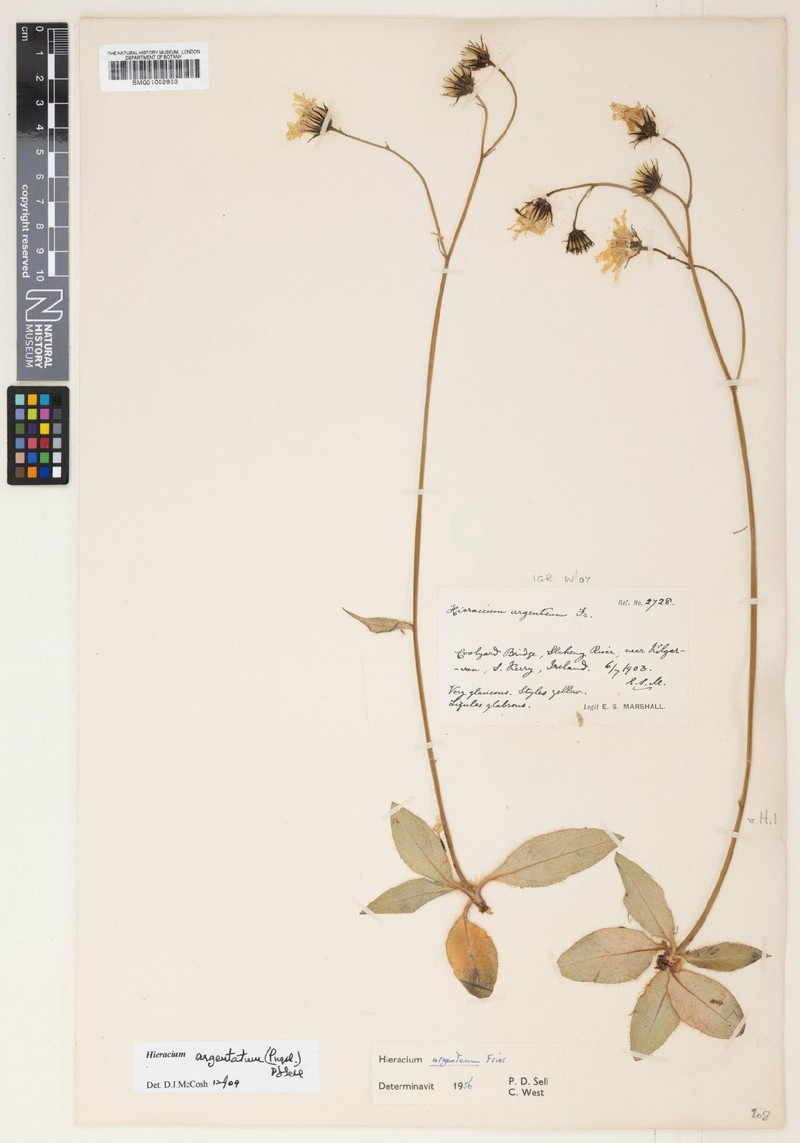 Hieracium argentatum photo 2