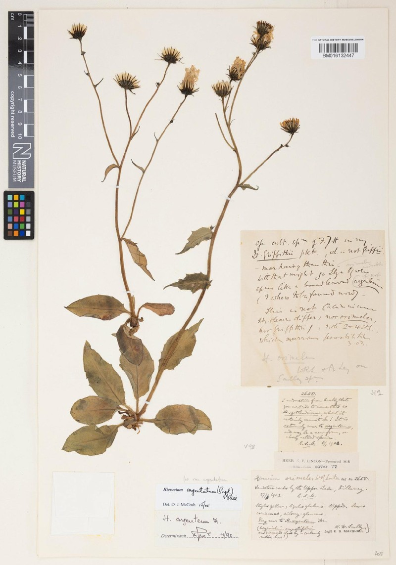 Hieracium argentatum photo 3