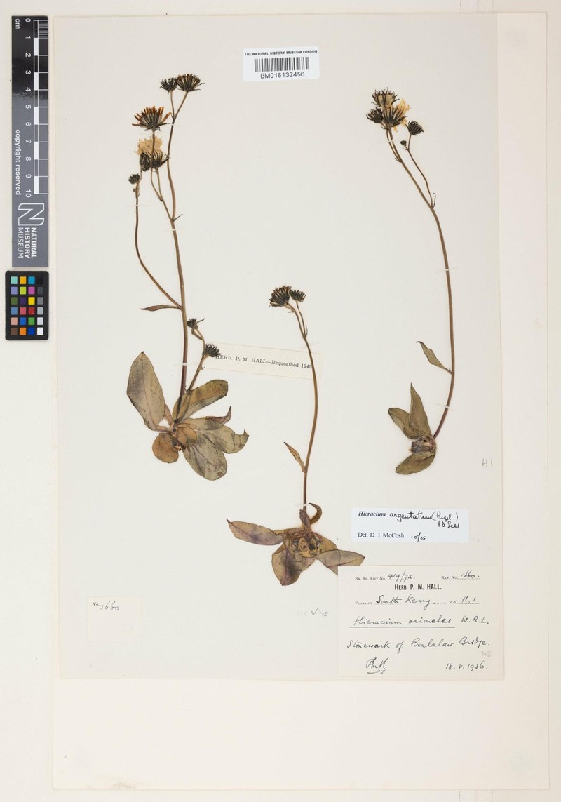 Hieracium argentatum photo 4