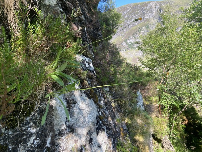 Hieracium argenteum