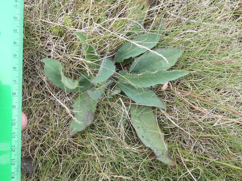 Hieracium argenteum photo 2
