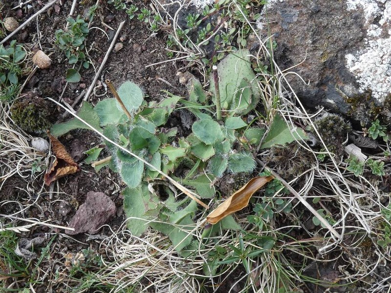 Hieracium argenteum photo 3