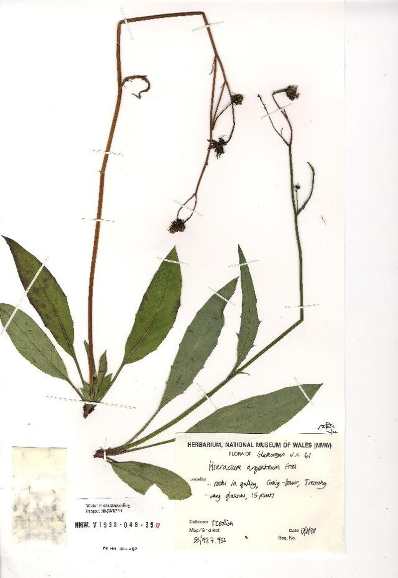 Hieracium argenteum photo 4