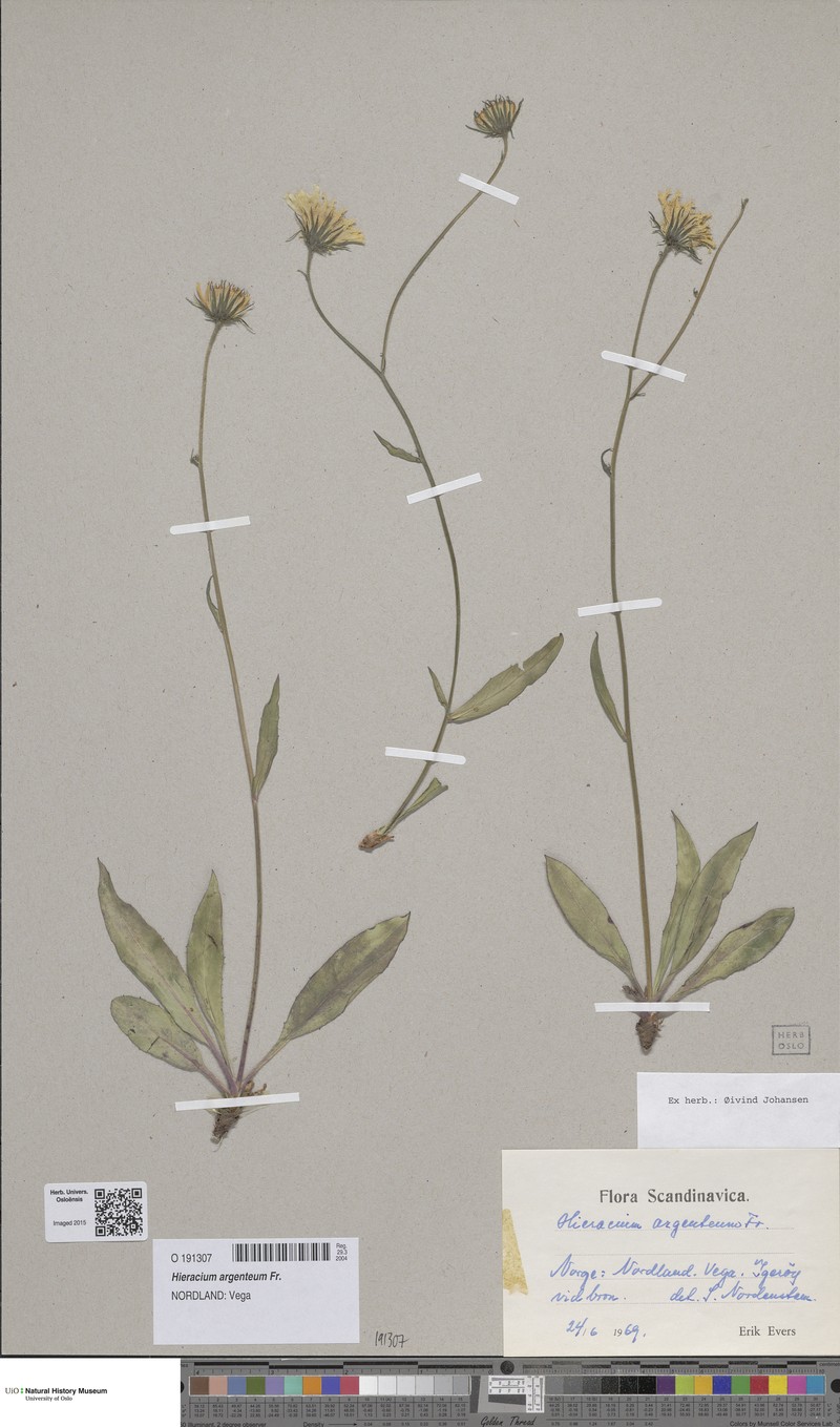 Hieracium argenteum photo 5