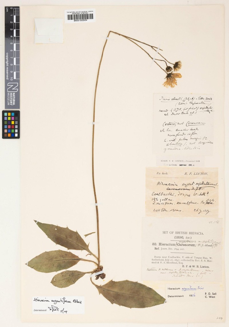 Hieracium argentiforme