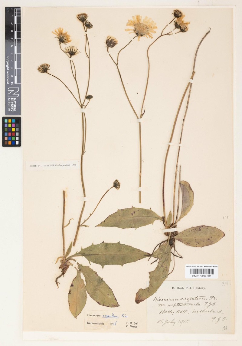 Hieracium argentiforme photo 2