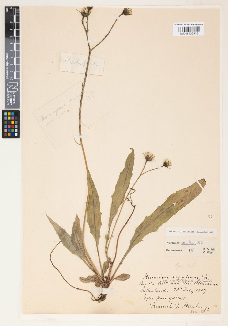 Hieracium argentiforme photo 3