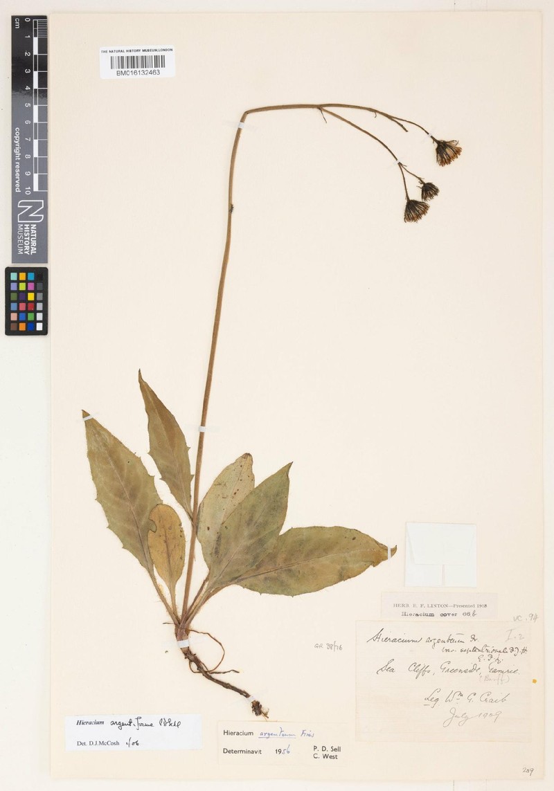 Hieracium argentiforme photo 4