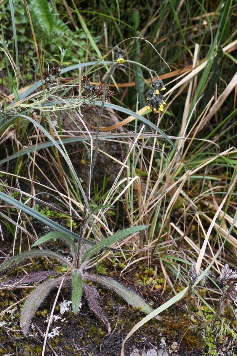 Hieracium argentinense