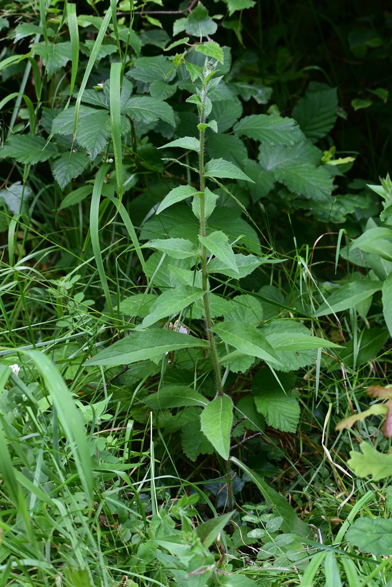 Hieracium argutifolium