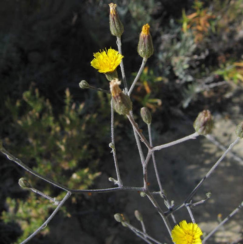 Southern Hawkweed