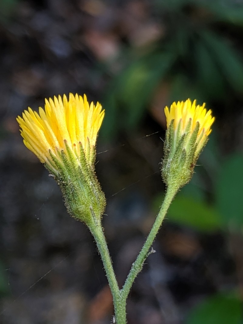 Southern Hawkweed