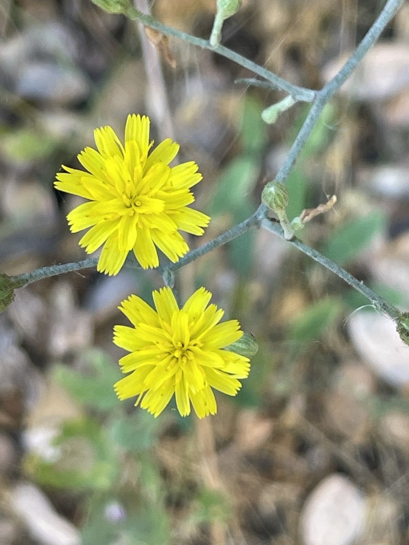 Southern Hawkweed photo 2