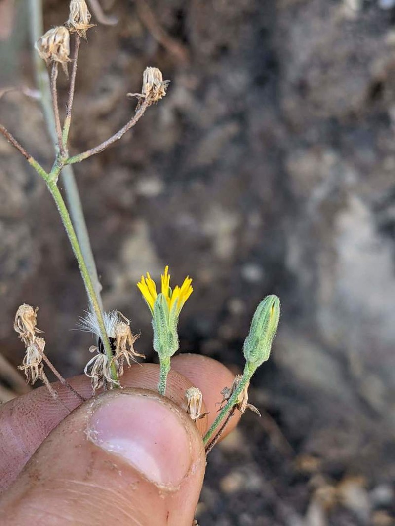Southern Hawkweed photo 3