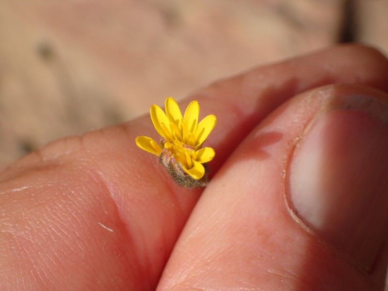 Southern Hawkweed photo 4