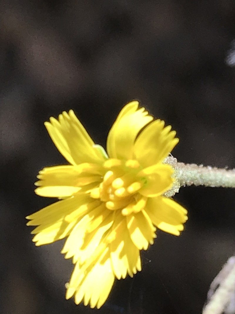 Southern Hawkweed photo 5