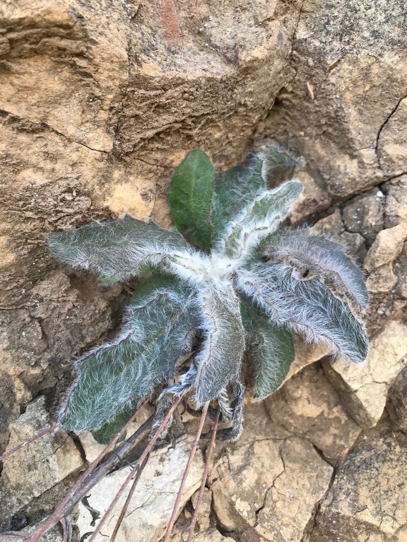 Southern Hawkweed photo 6