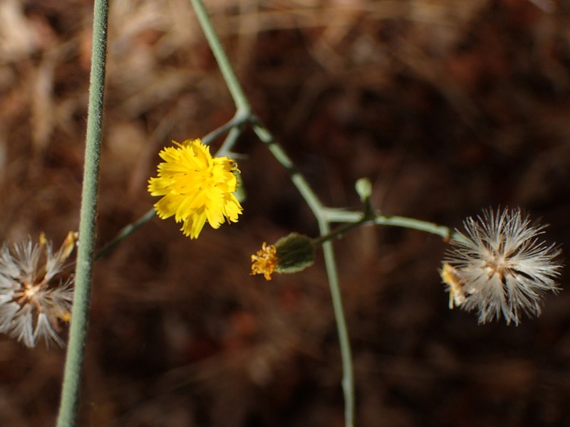 Southern Hawkweed photo 7