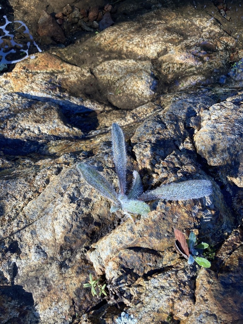 Southern Hawkweed photo 8