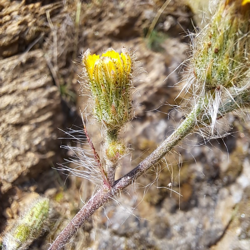 Hieracium argyrotrichum