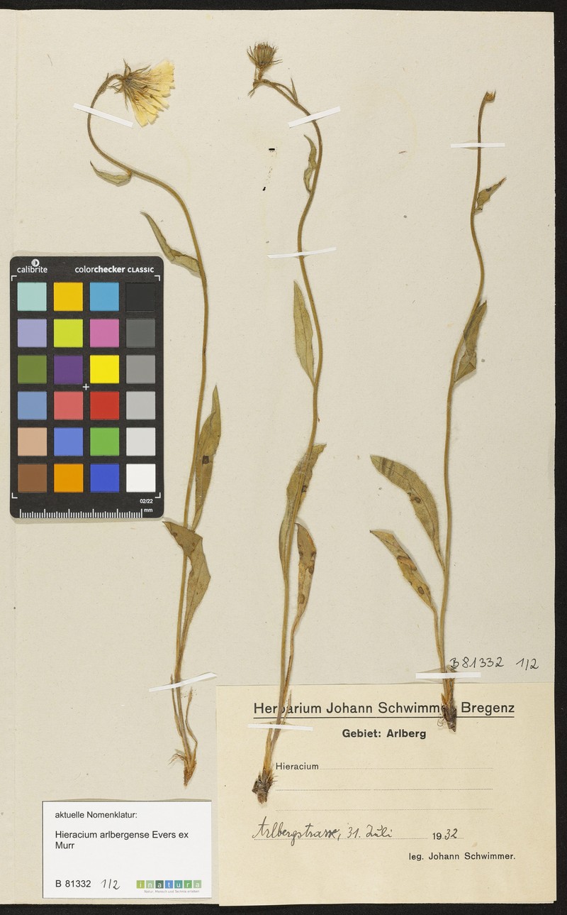 Hieracium arlbergense