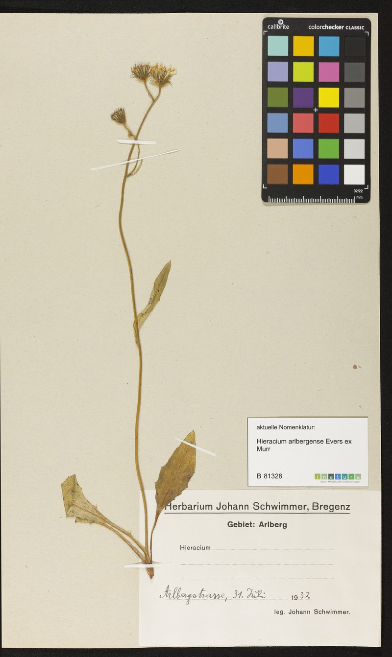 Hieracium arlbergense photo 2