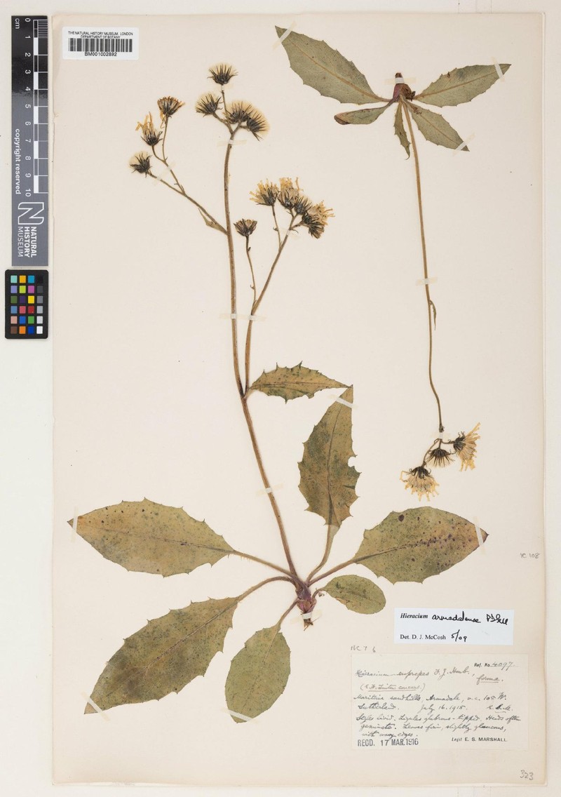 Hieracium armadalense