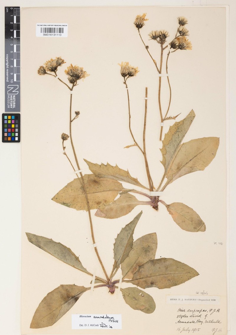 Hieracium armadalense photo 2