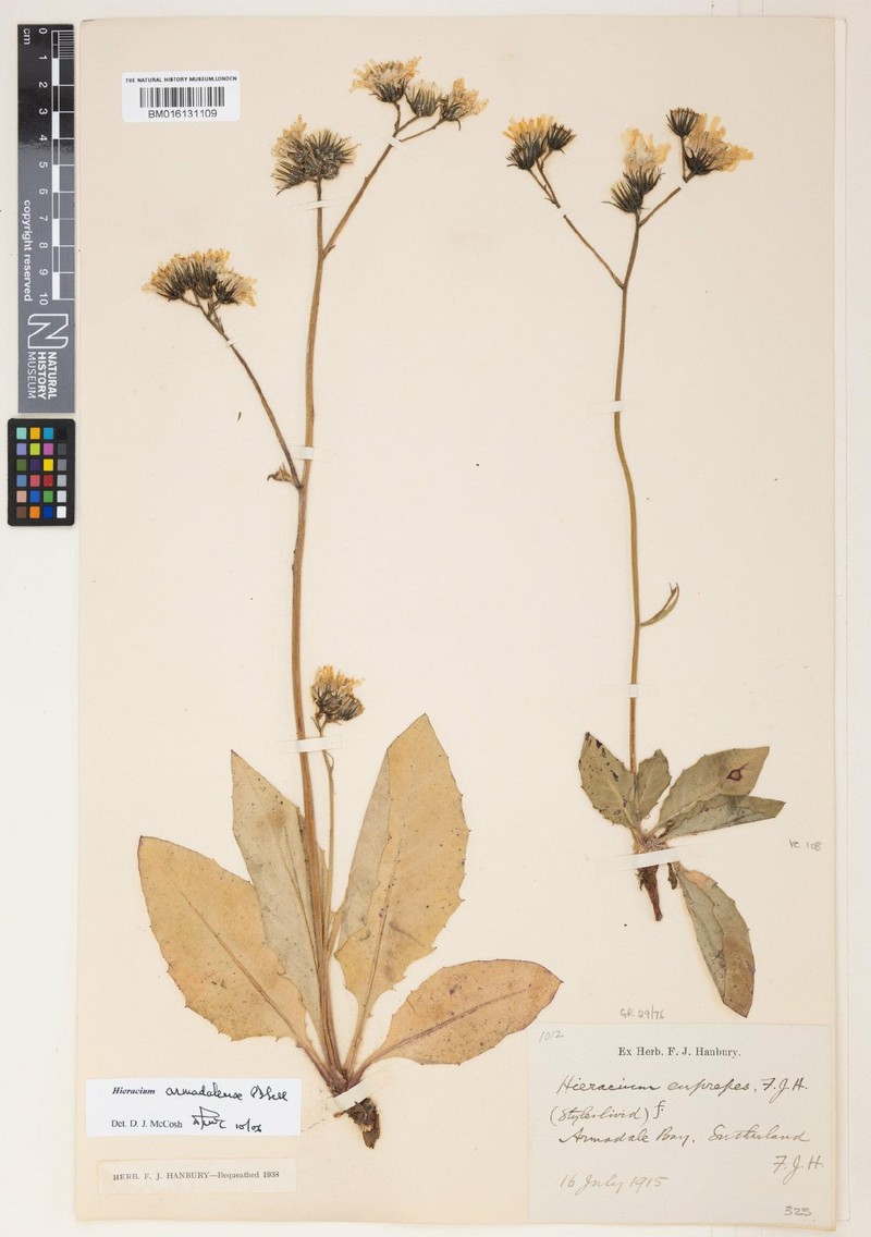 Hieracium armadalense photo 3