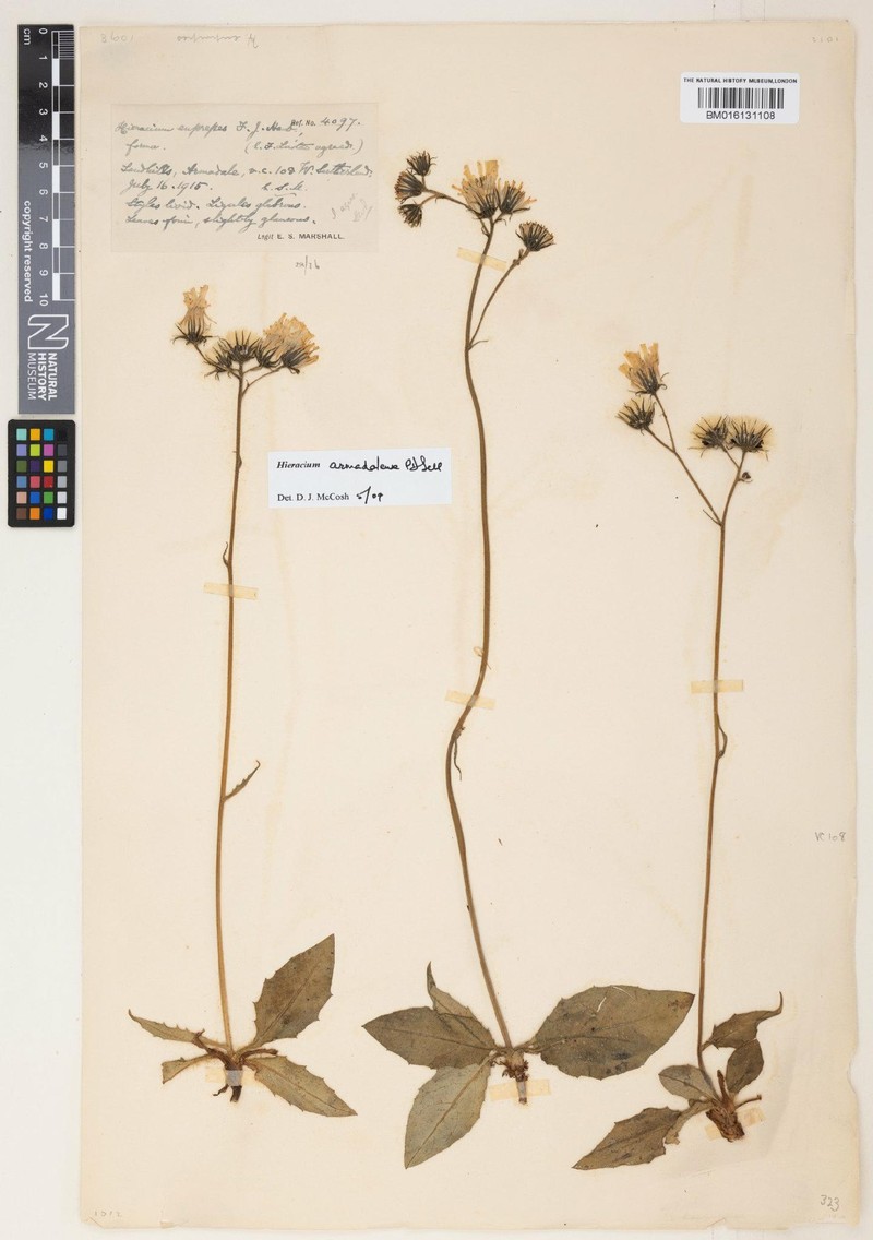 Hieracium armadalense photo 4