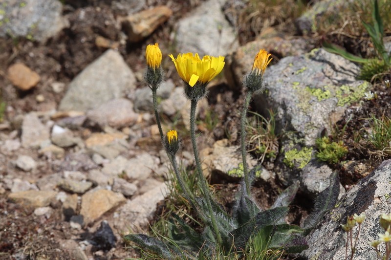 Hieracium armerioides