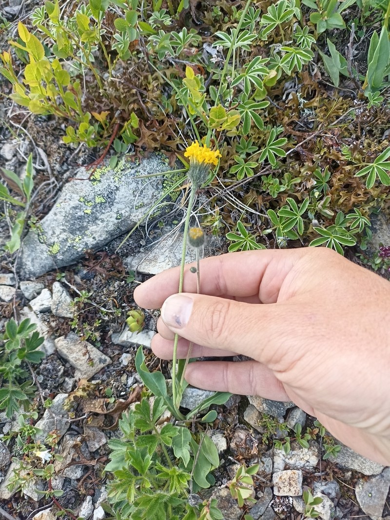 Hieracium armerioides photo 2