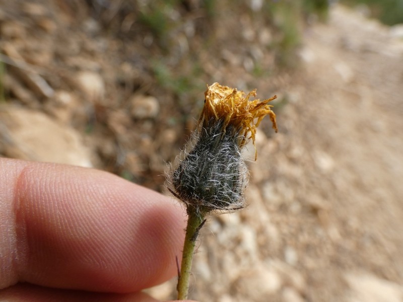 Hieracium armerioides photo 3