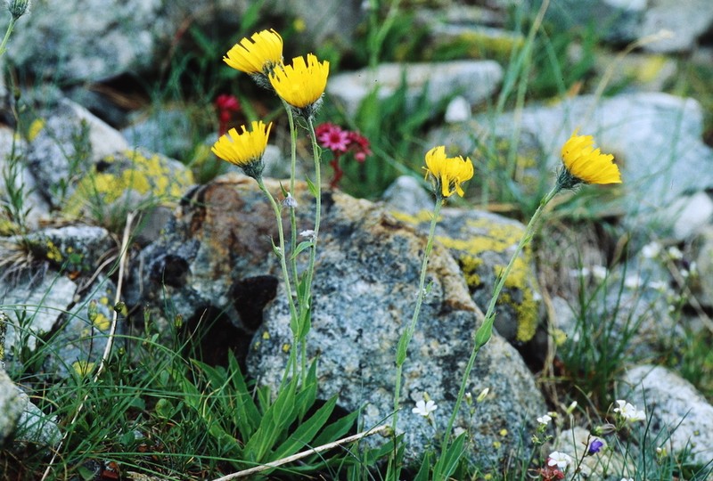 Hieracium armerioides photo 4
