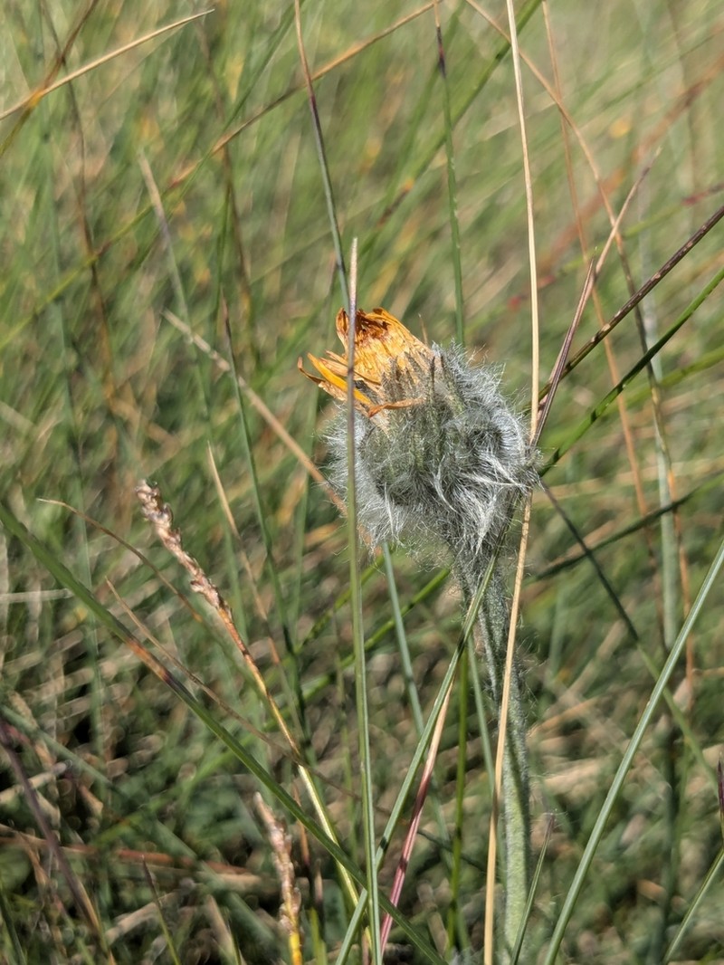 Hieracium armerioides photo 5