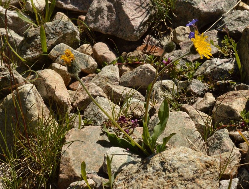 Hieracium armerioides photo 6