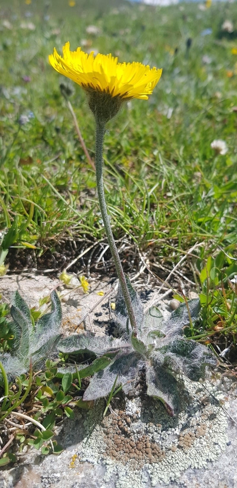 Hieracium armerioides photo 7