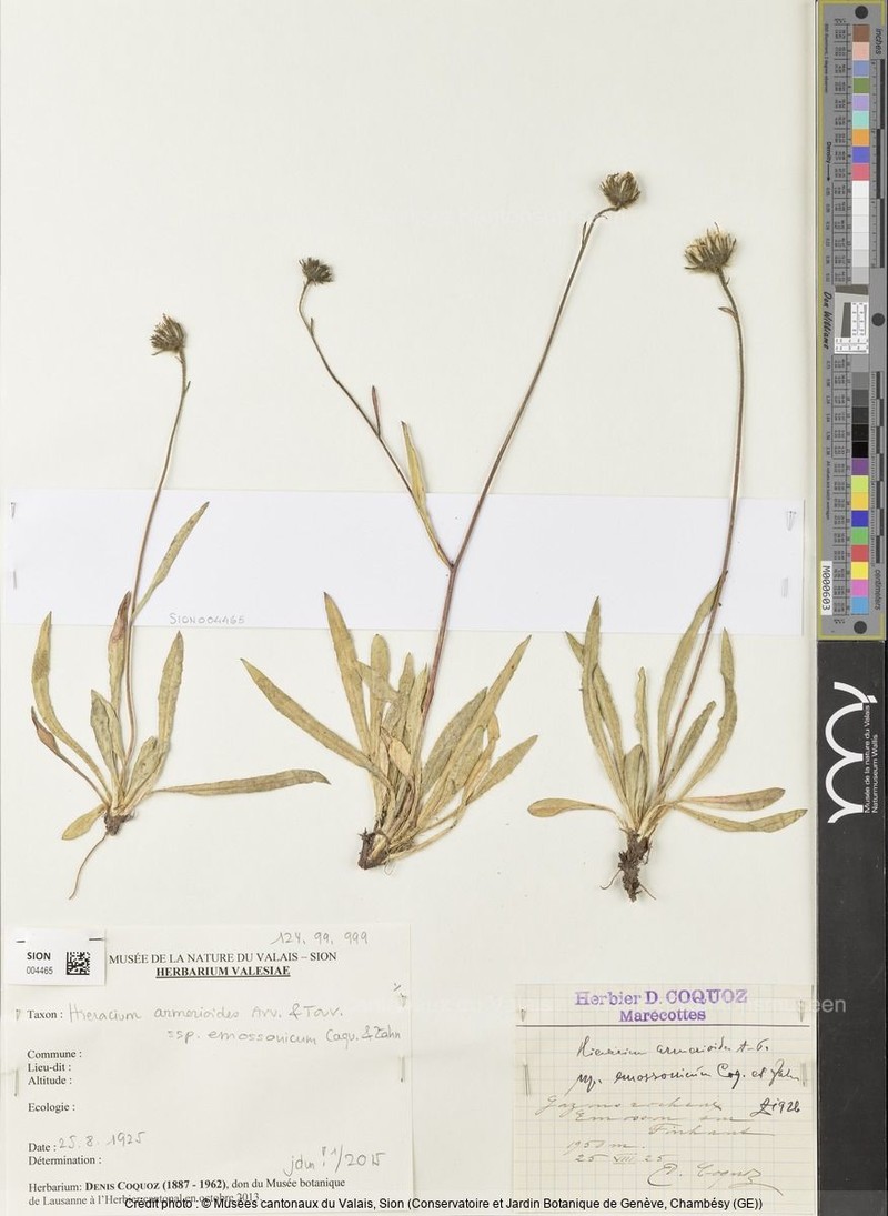 Hieracium armerioides subsp. emossonicum