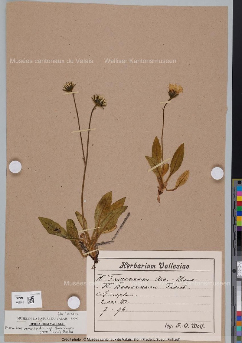 Hieracium armerioides subsp. favreanum