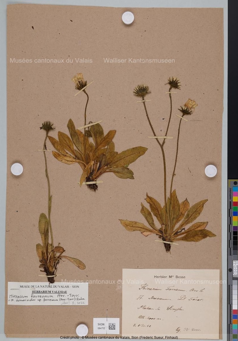 Hieracium armerioides subsp. favreanum photo 2