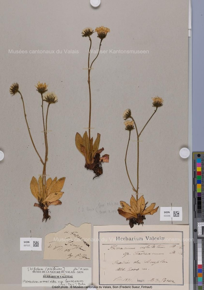 Hieracium armerioides subsp. favreanum photo 4